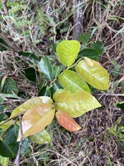 Antidesma platyphyllum