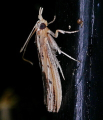 Ancylostomia stercorea