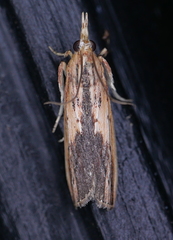 Ancylostomia stercorea