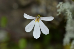 Lobelia angulata