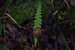 Blechnum chambersii