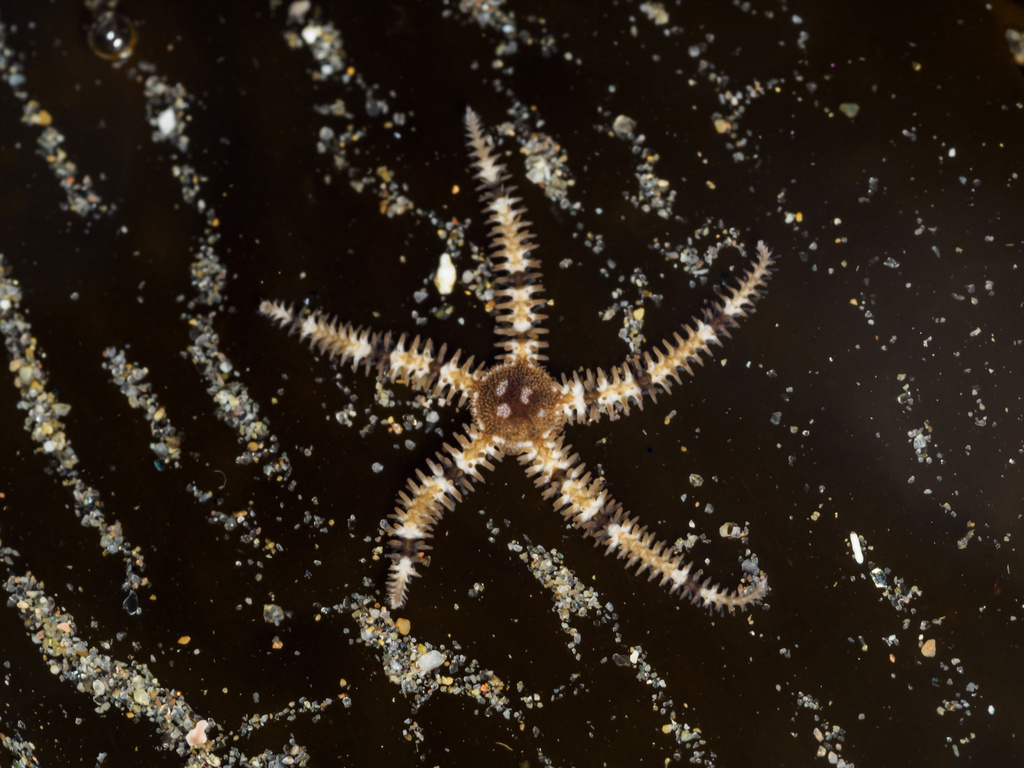 Ophiacanthida