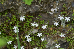Lobelia angulata