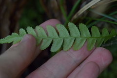 Blechnum chambersii