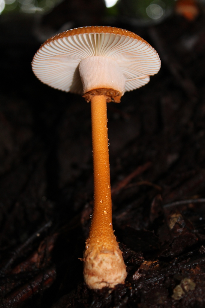 Dry-capped Amanita
