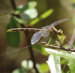 Phanogomphus militaris