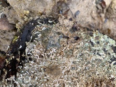 Meridiastra