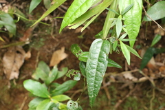 Aristolochia laheyana