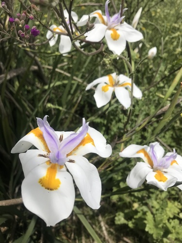 Dietes grandiflora