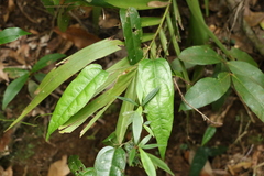 Aristolochia laheyana
