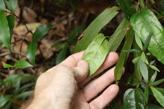 Aristolochia laheyana