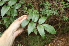 Pandorea baileyana