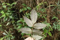 Pandorea baileyana