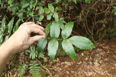 Pandorea baileyana