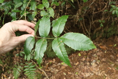 Pandorea baileyana