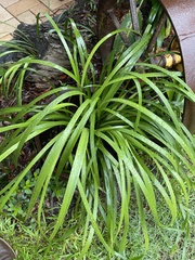 Lomandra hystrix