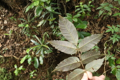 Pandorea baileyana