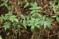 Pandorea baileyana
