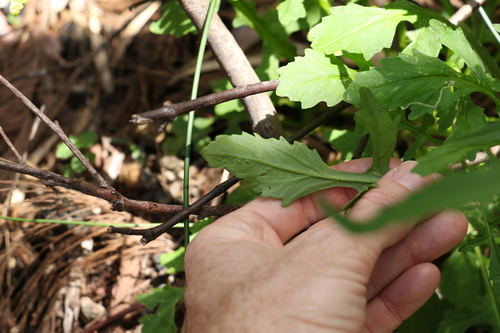 Image of Rorippa dictyosperma by (c) Greg Tasney, some rights reserved (CC BY-SA)