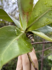 Achatinella