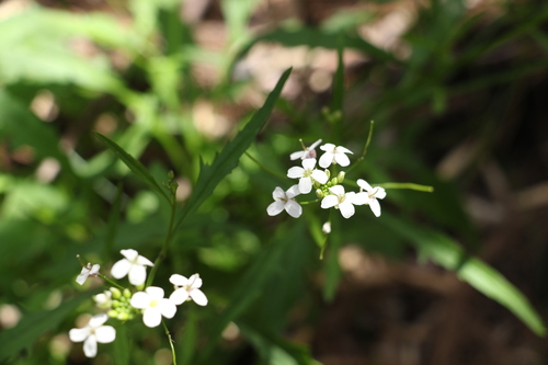forest bitter-cress (Rorippa dictyosperma)