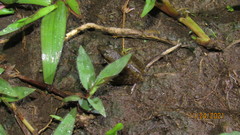 Chalcorana chalconota