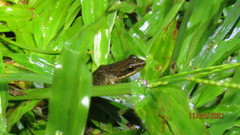 Chalcorana chalconota