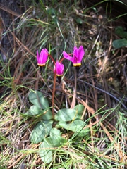 Primulaceae