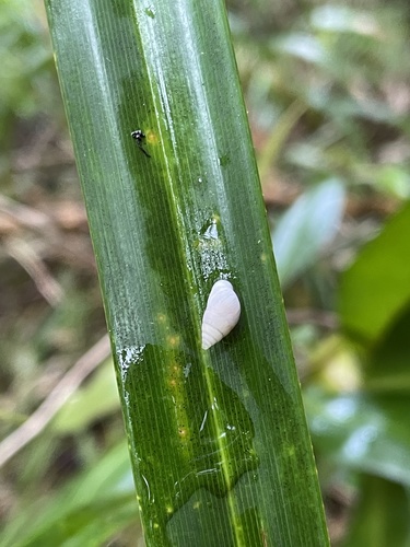 Auriculella ambusta observed 2021-12-04