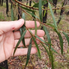 Angophora bakeri