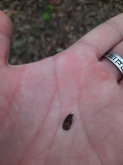 Gleditsia triacanthos