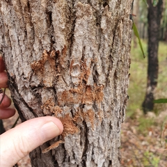 Angophora bakeri