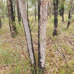 Angophora bakeri