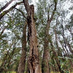 Angophora bakeri