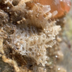 Clathrina