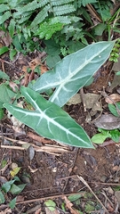 Alocasia longiloba
