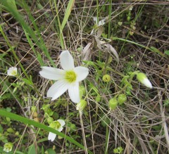 Mononeuria nuttallii