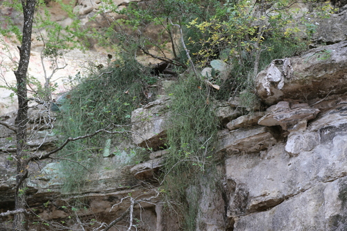 Image of Ephedra pedunculata by (c) Reid Hardin, some rights reserved (CC BY)