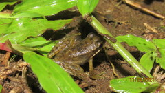 Chalcorana chalconota