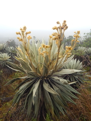 Espeletia grandiflora