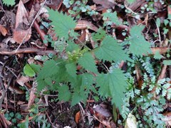 Urtica sykesii