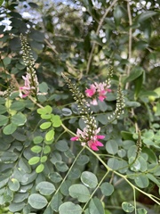 Indigofera jucunda