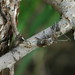 Crossotus albicollis - Photo (c) Lies Van Rompaey, osa oikeuksista pidätetään (CC BY)