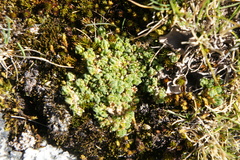 Arenaria boliviana