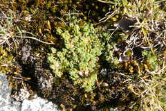 Arenaria boliviana