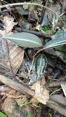 Labisia pumila