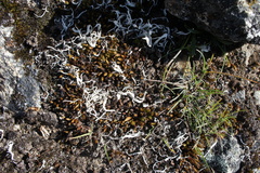 Thamnolia vermicularis