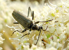 Acmaeops smaragdula