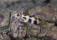 Chlorophorus herbstii