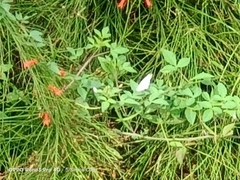 Appias libythea olferna